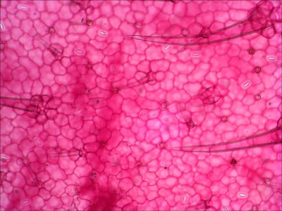 8-Geranium-leaf-epidermis.jpg