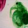 levenhuk-n80-ng-dop15-Daphnia.jpg